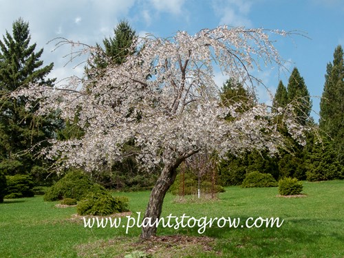 Weeping Yoshino Cherry (Prunus )